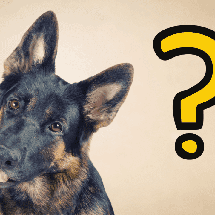 German Shepherd Head Tilt What Does This Behavior Mean? The German