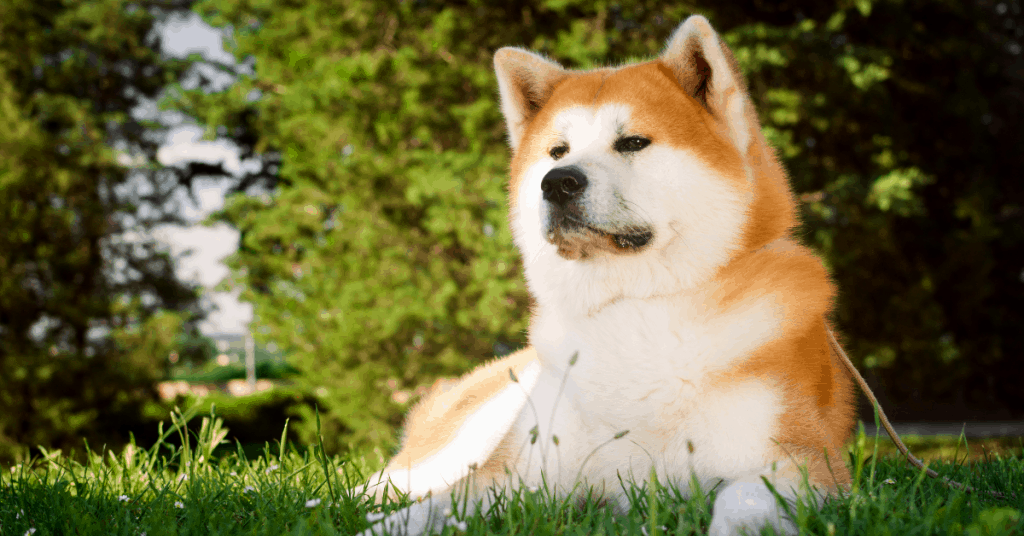 20 Most Loyal Dog Breeds That Attach To One Person The German Shepherder