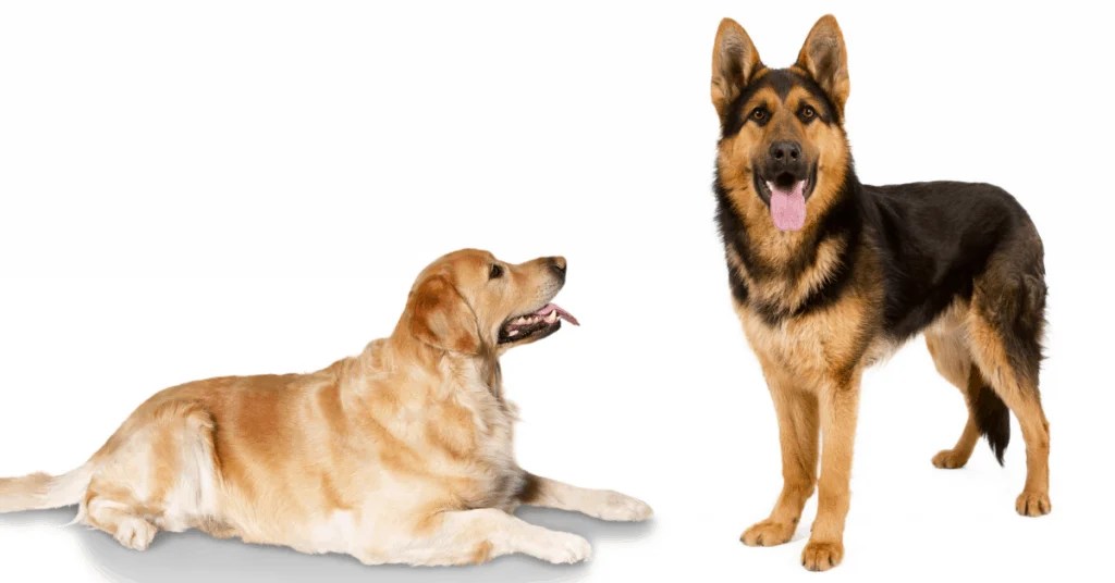 How Long Do German Shepherd Mixes Live