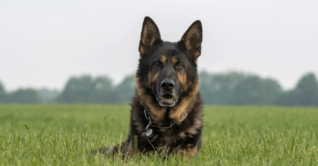 Are German Shepherds Good Guard Dogs? The German Shepherder