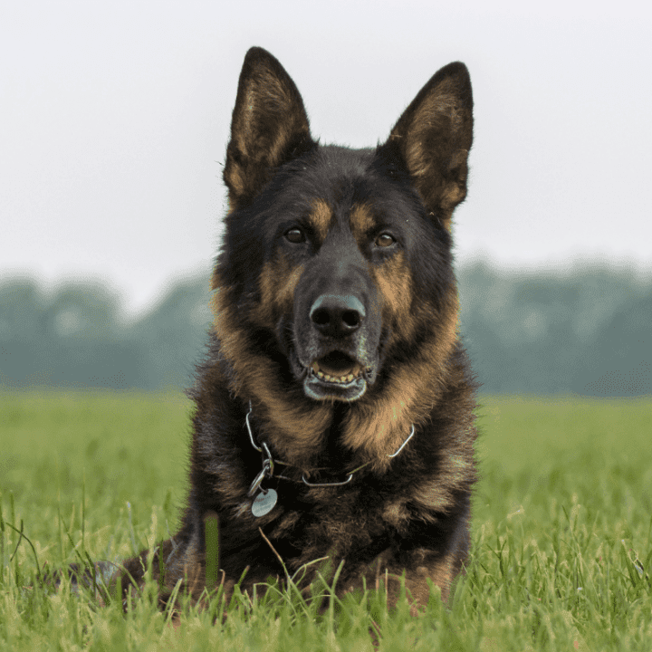 Are German Shepherds Good Guard Dogs? The German Shepherder