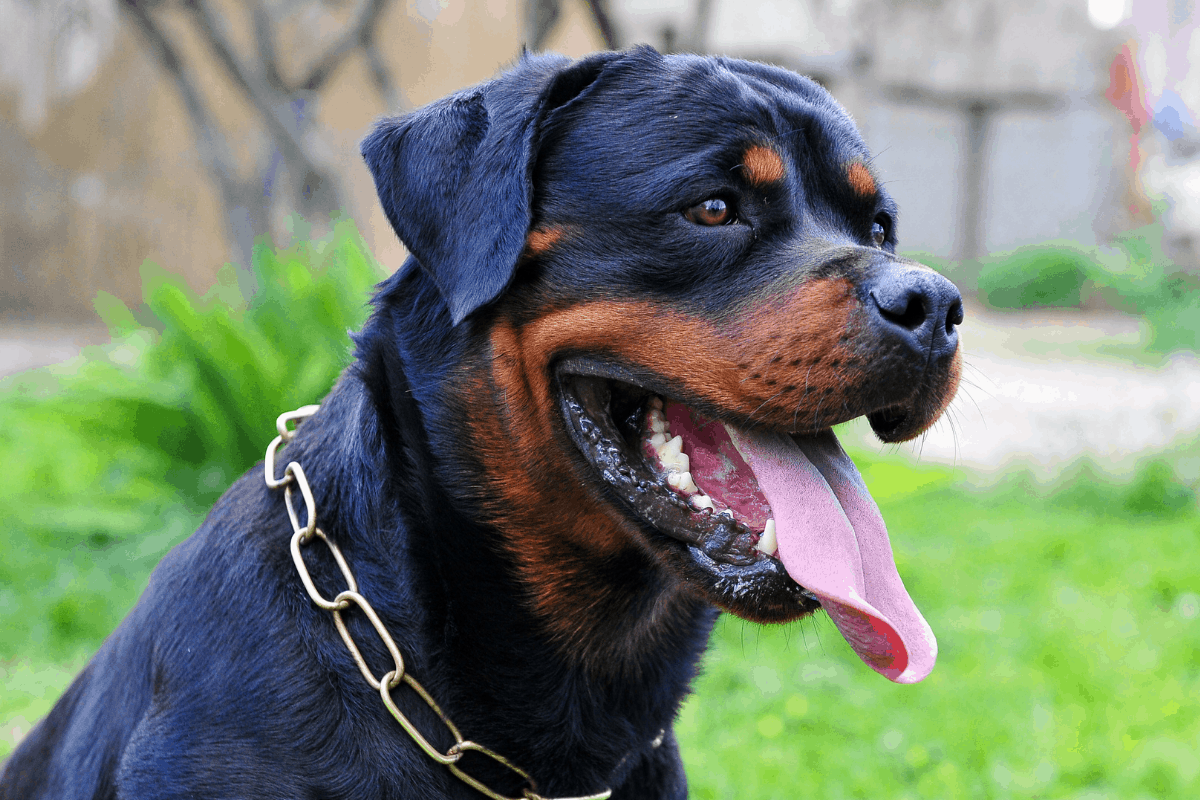 What To Do If Your Rottweiler Is Too Friendly The German Shepherder