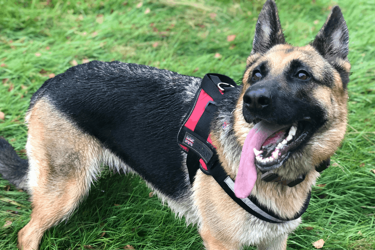 Do German Shepherds Need A Lot of Attention? The German Shepherder