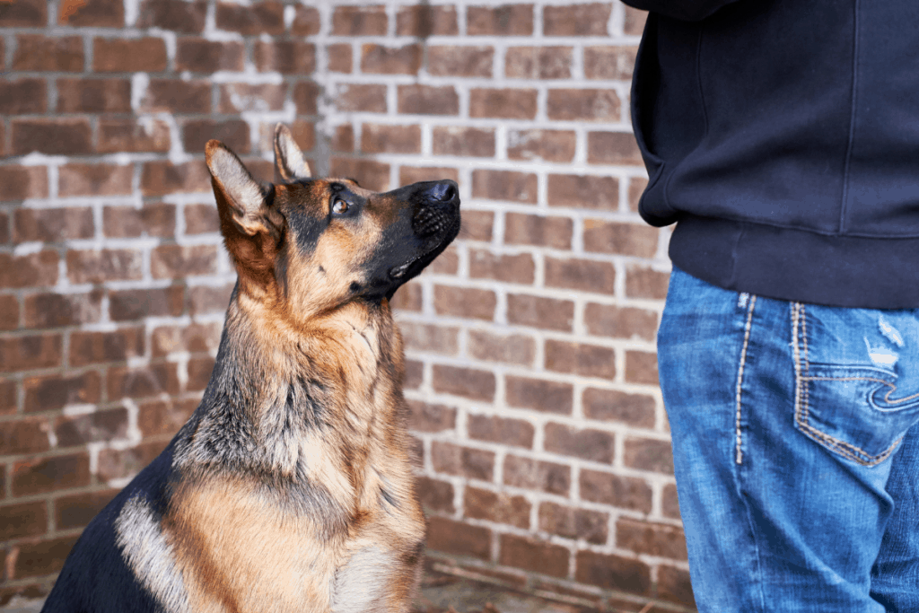 Do German Shepherds Need A Lot of Attention? The German Shepherder