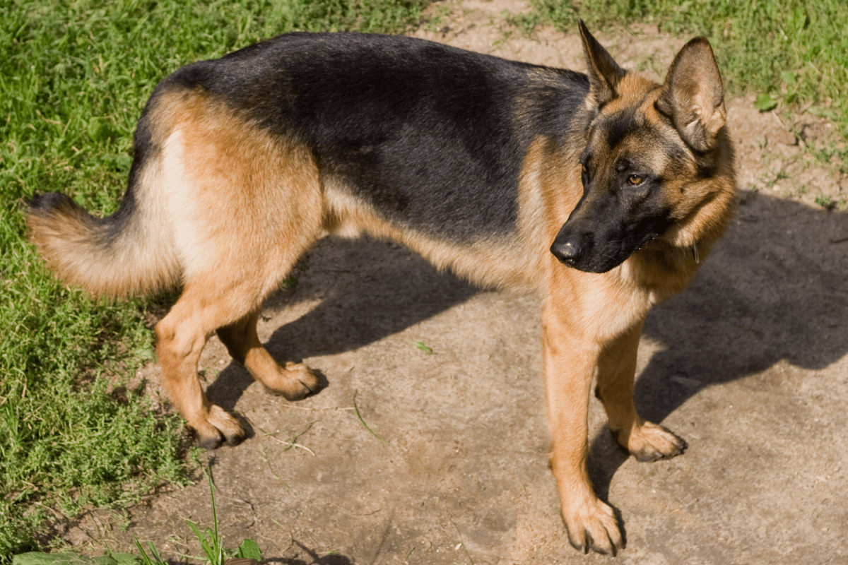 German Shepherd Bloat Prevent This Dangerous Condition The German