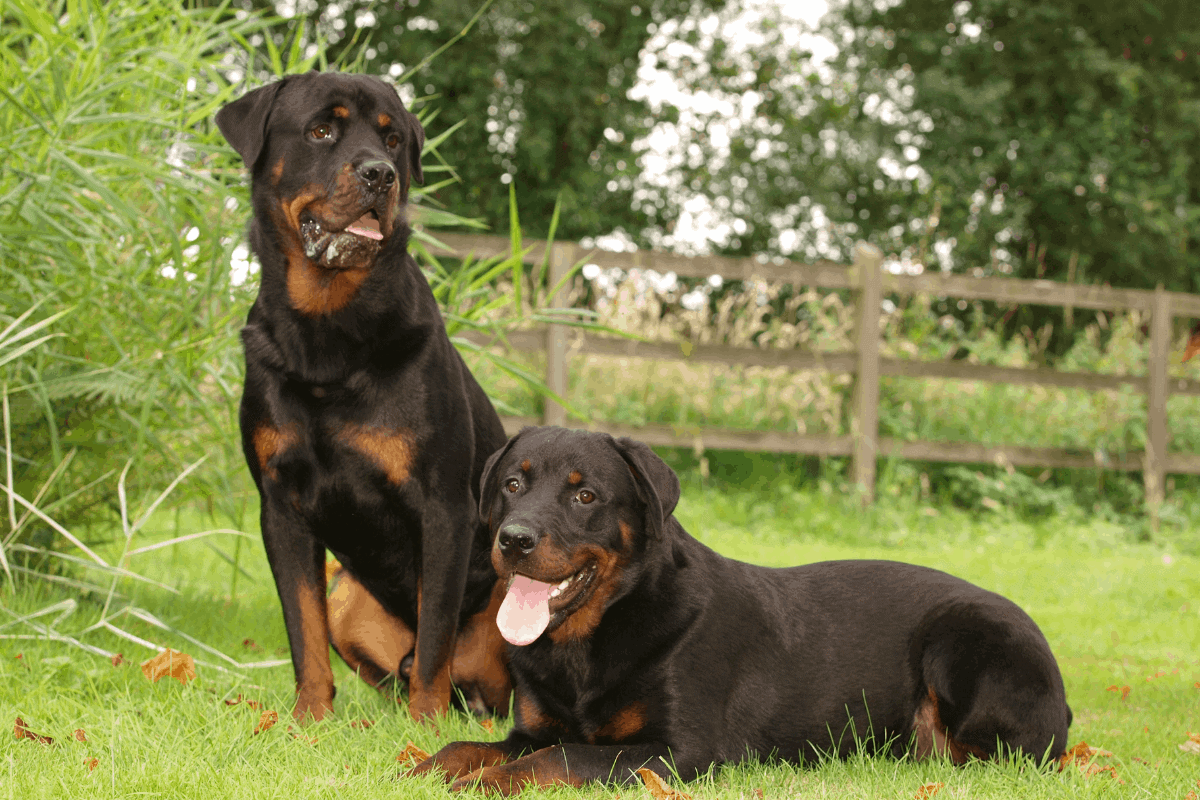 Guide Should You Get Two Rottweilers At Once? The German Shepherder