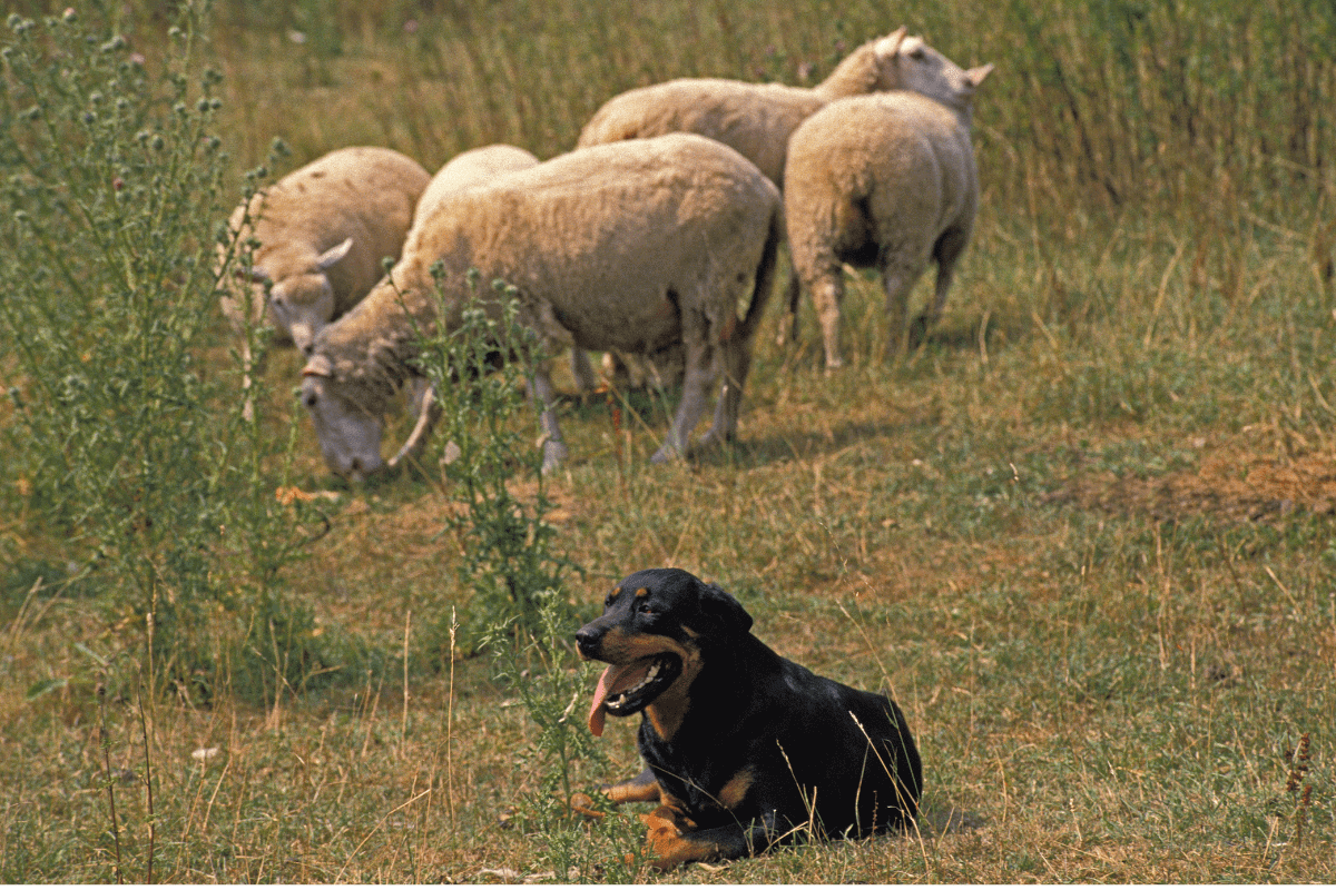 Are Rottweilers Good Farm Dogs? The German Shepherder