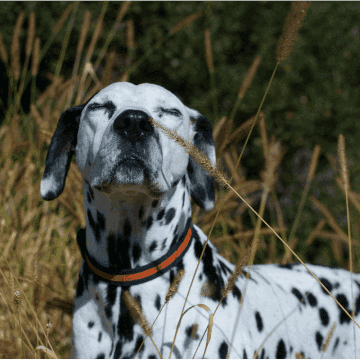 What Scents Are Toxic to Dogs? Understand the Risks The German Shepherder