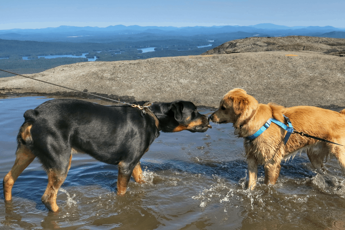 Are Labradors And Rottweilers Good Companions? The German Shepherder
