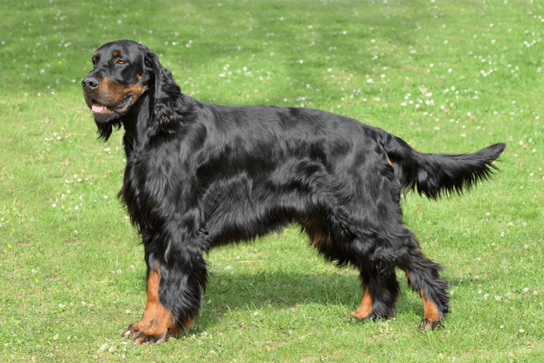 The 6 Best and Worst Companion Dogs for Rottweilers The German Shepherder