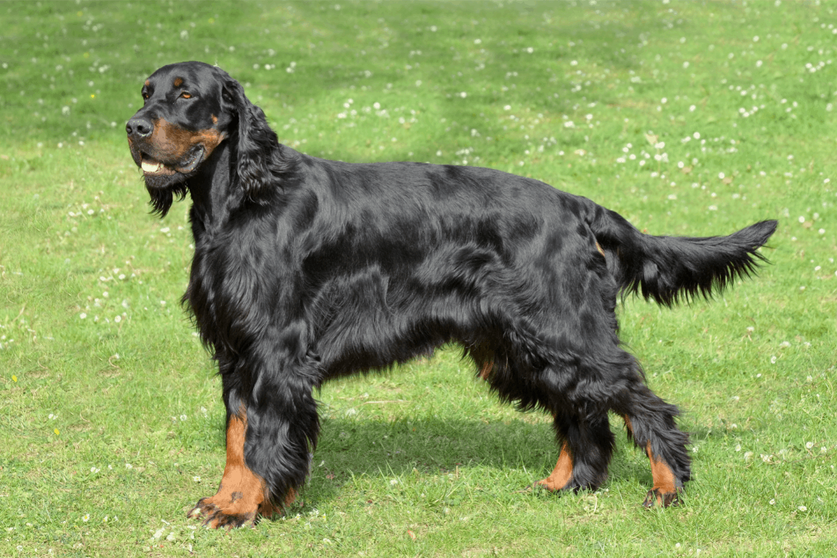The 6 Best and Worst Companion Dogs for Rottweilers The German Shepherder