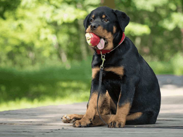 How Tall Is A Full Grow Female Rottweiler
