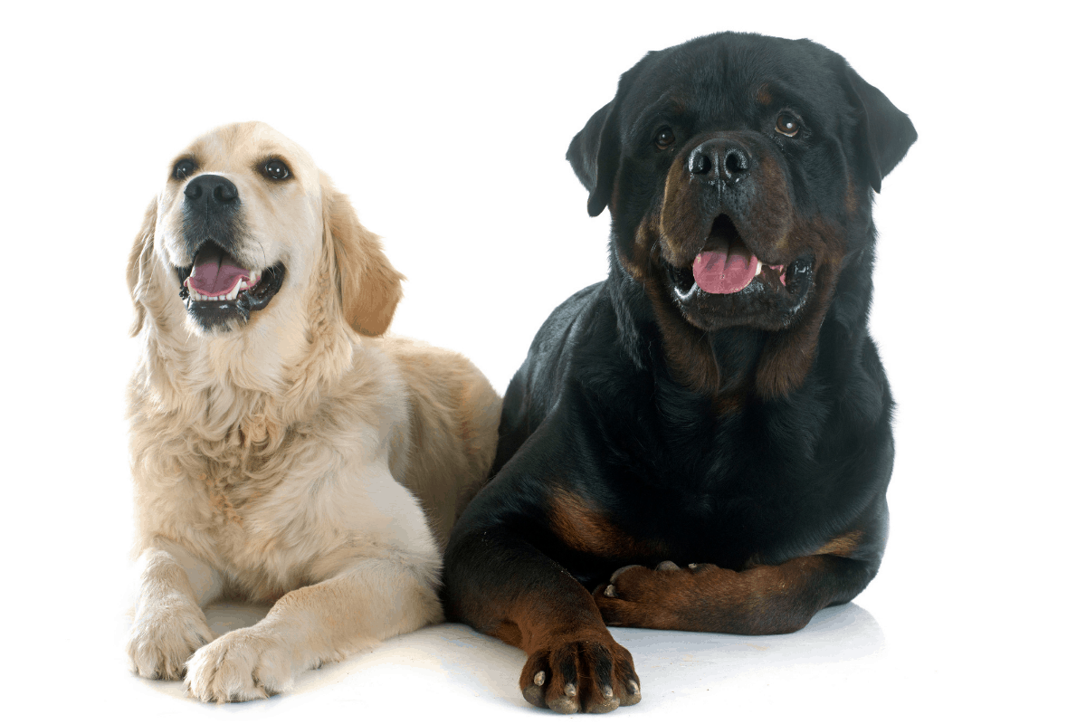 The 6 Best and Worst Companion Dogs for Rottweilers The German Shepherder