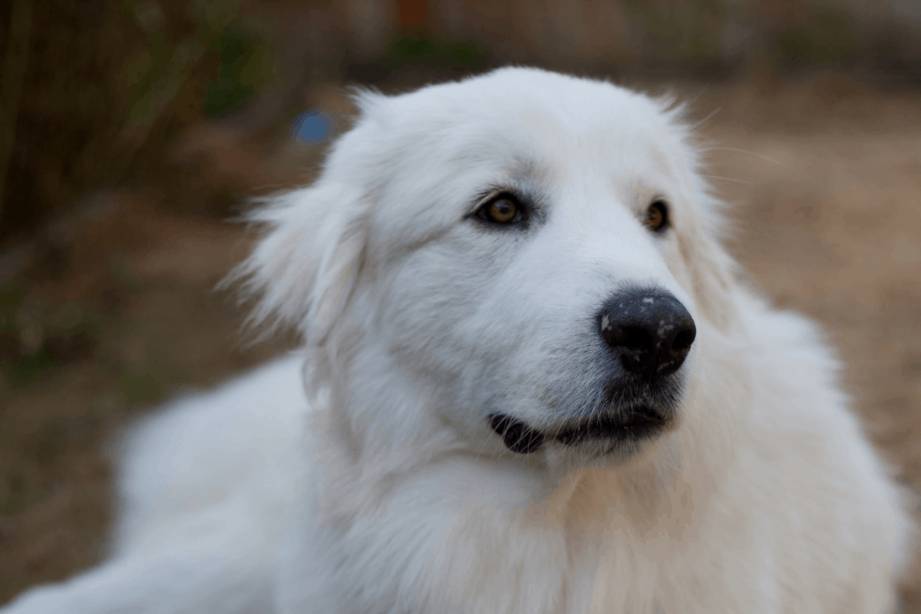 The 6 Best and Worst Companion Dogs for Rottweilers The German Shepherder