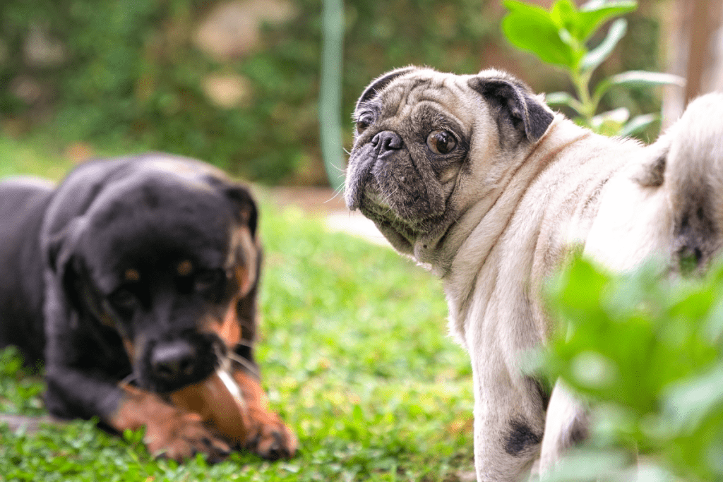 The 6 Best and Worst Companion Dogs for Rottweilers The German Shepherder