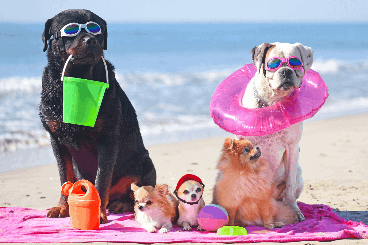 The 6 Best and Worst Companion Dogs for Rottweilers The German Shepherder