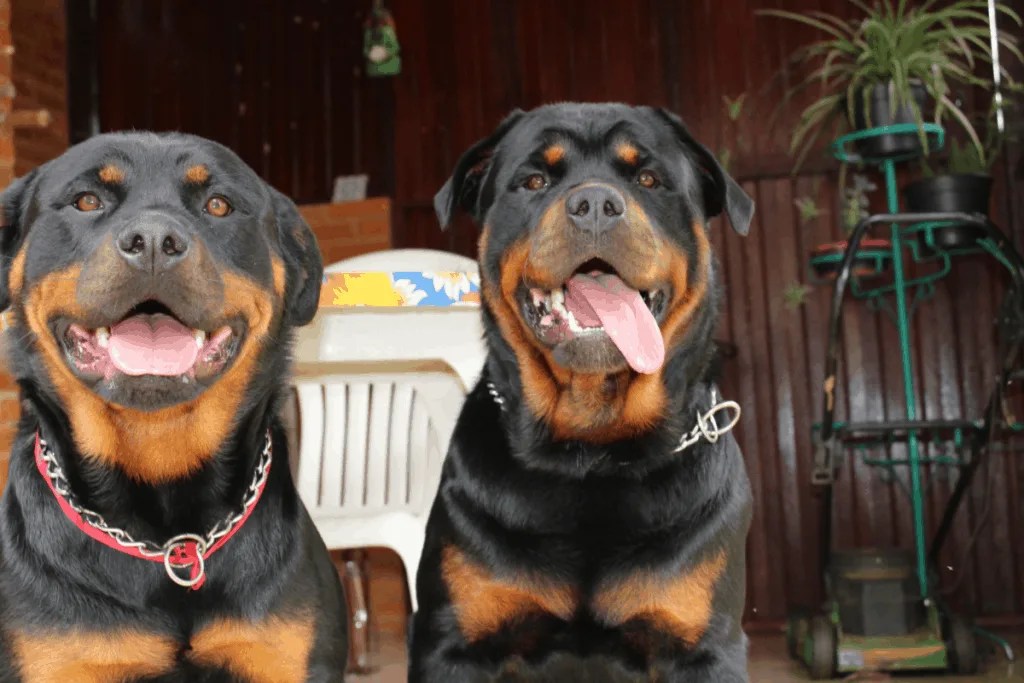 Are Rottweilers Safer Than Pit Bulls