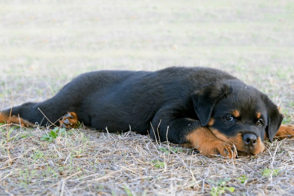What Age Do Rottweiler Puppies Lose Their Teeth