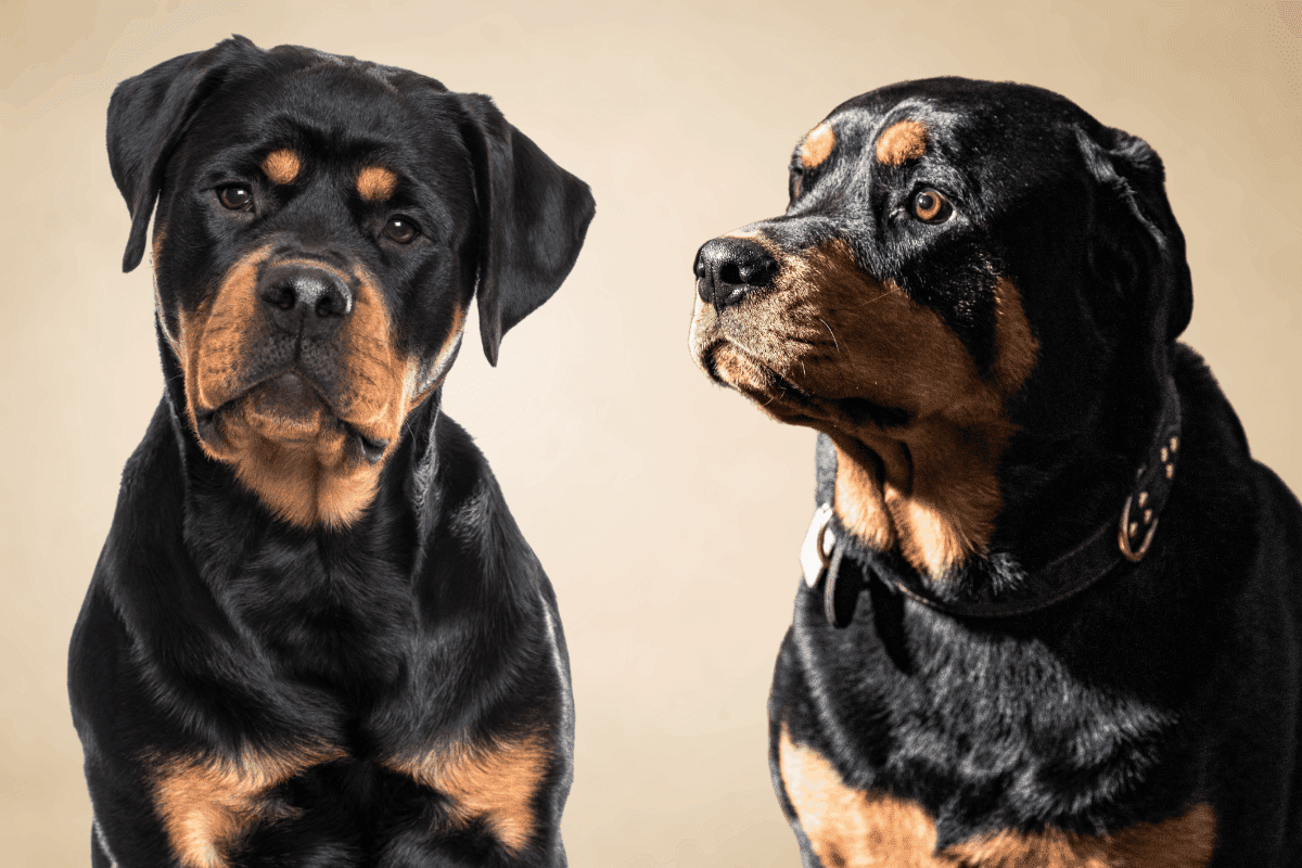 German vs. American Rottie 12 Differences That Matter The German