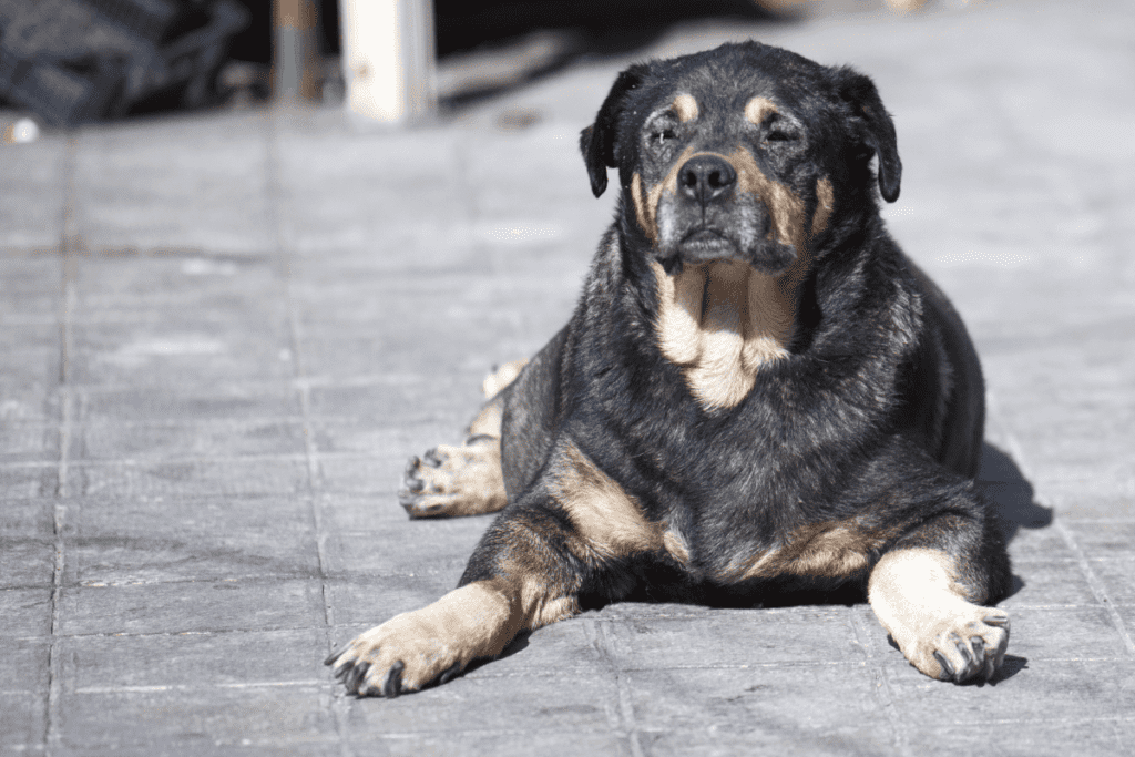 When Do Rottweilers Go Grey? All You Need to Know The German Shepherder