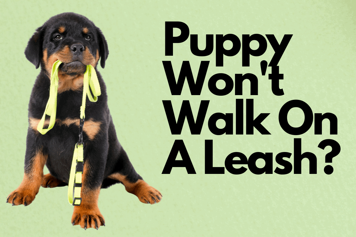 Rottweiler Puppy Won’t Walk On A Leash? What To Do The German Shepherder