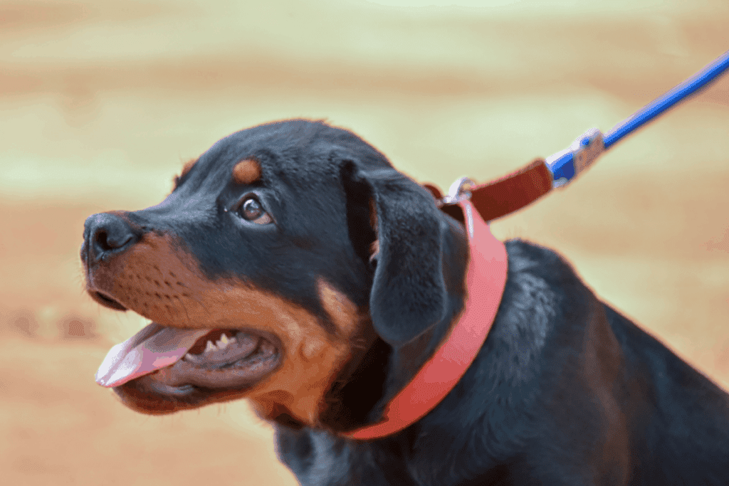 Is Your Rottweiler Walking Enough (Or Too Much?) The German Shepherder