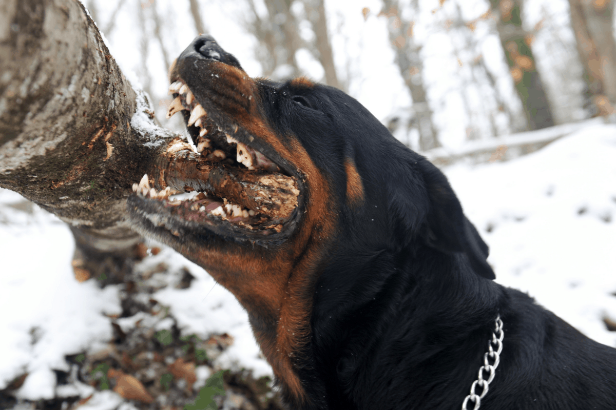 Ever Wonder Why Rottweilers are so Strong? The German Shepherder
