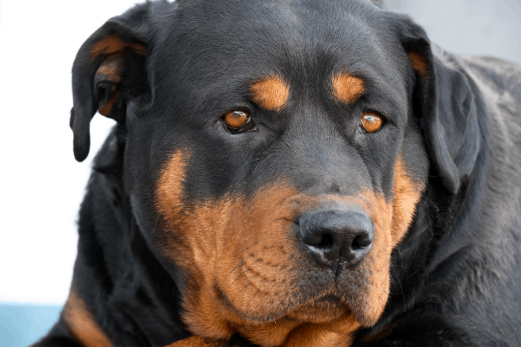 When Do Rottweilers Go Grey? All You Need to Know The German Shepherder