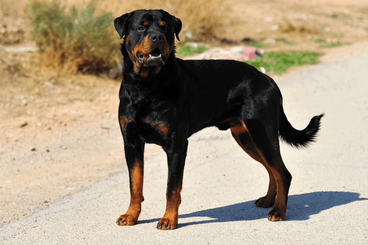 Ancient Rome and Rottweilers A Fascinating History The German Shepherder