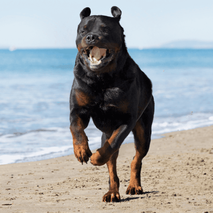 Ever Wonder Why Rottweilers are so Strong? The German Shepherder