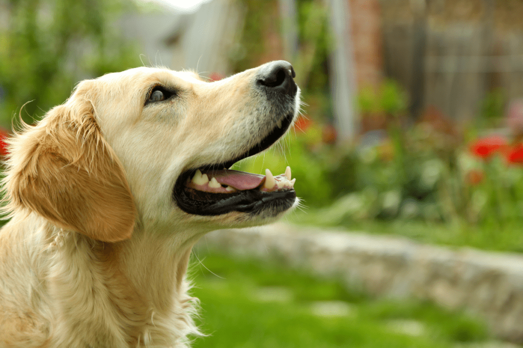 Will My Lab Ever Calm Down? Managing Your Lab’s Energy The German