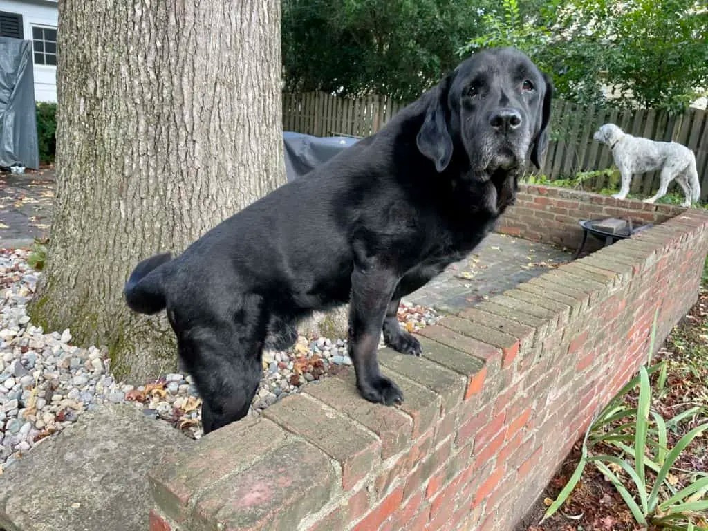 How Many Times Should I Feed My Labrador