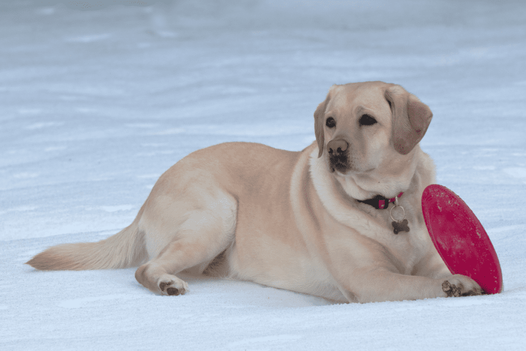 How Cold Freezing Cold Can Feet Labrador Retriever