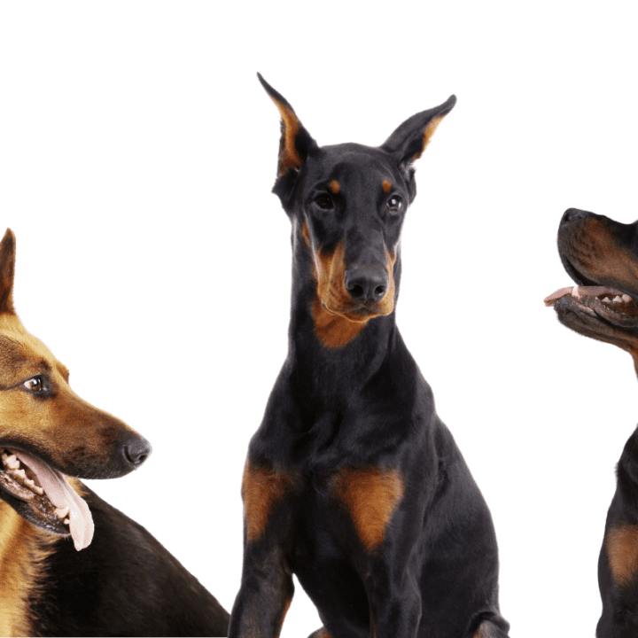 Are Rottweilers Banned In Washington State