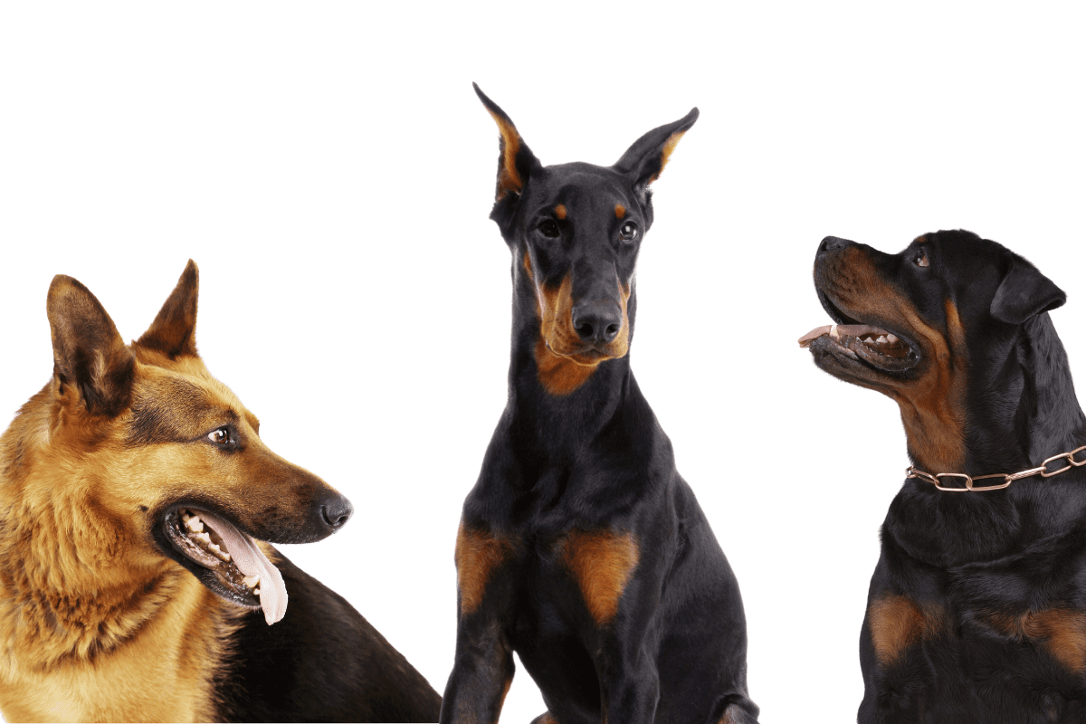 13 Most Dangerous & Banned Dog Breeds You Should Know The German