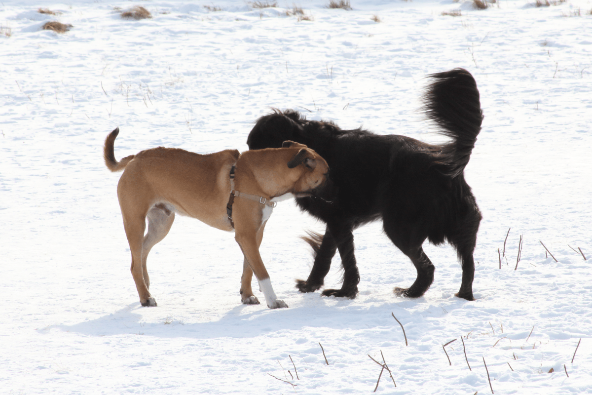 Why Do Dogs Sniff the Air? You May Be Surprised! The German Shepherder
