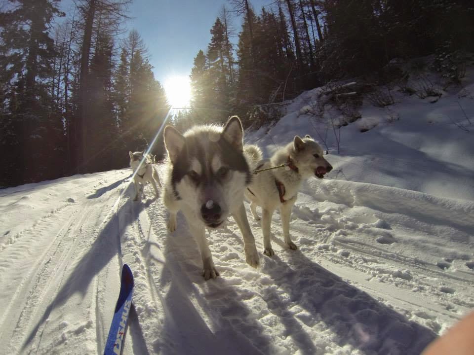 Dog Sledding in Montana Dog Mushing Adventure The Gifted Gabber
