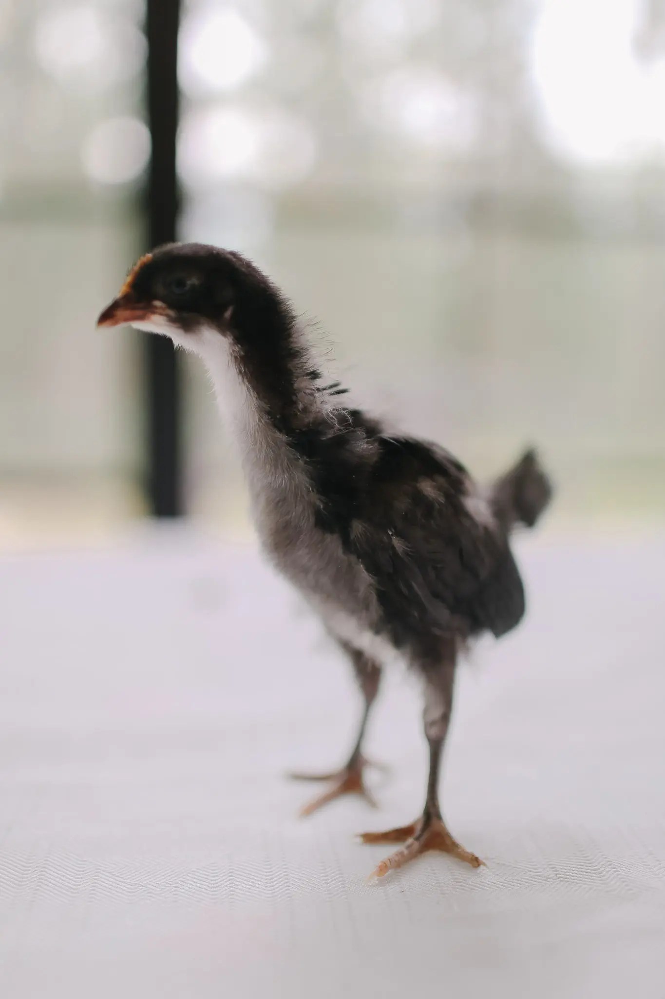 5 Things to Know about 2 Week Old Chicks The Ginger Home