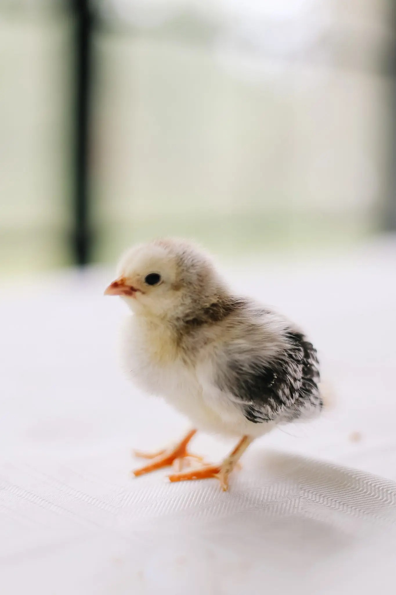 Our Chickens are Teenagers! 5 Tips for 10 Week Old Chicks. - The Ginger