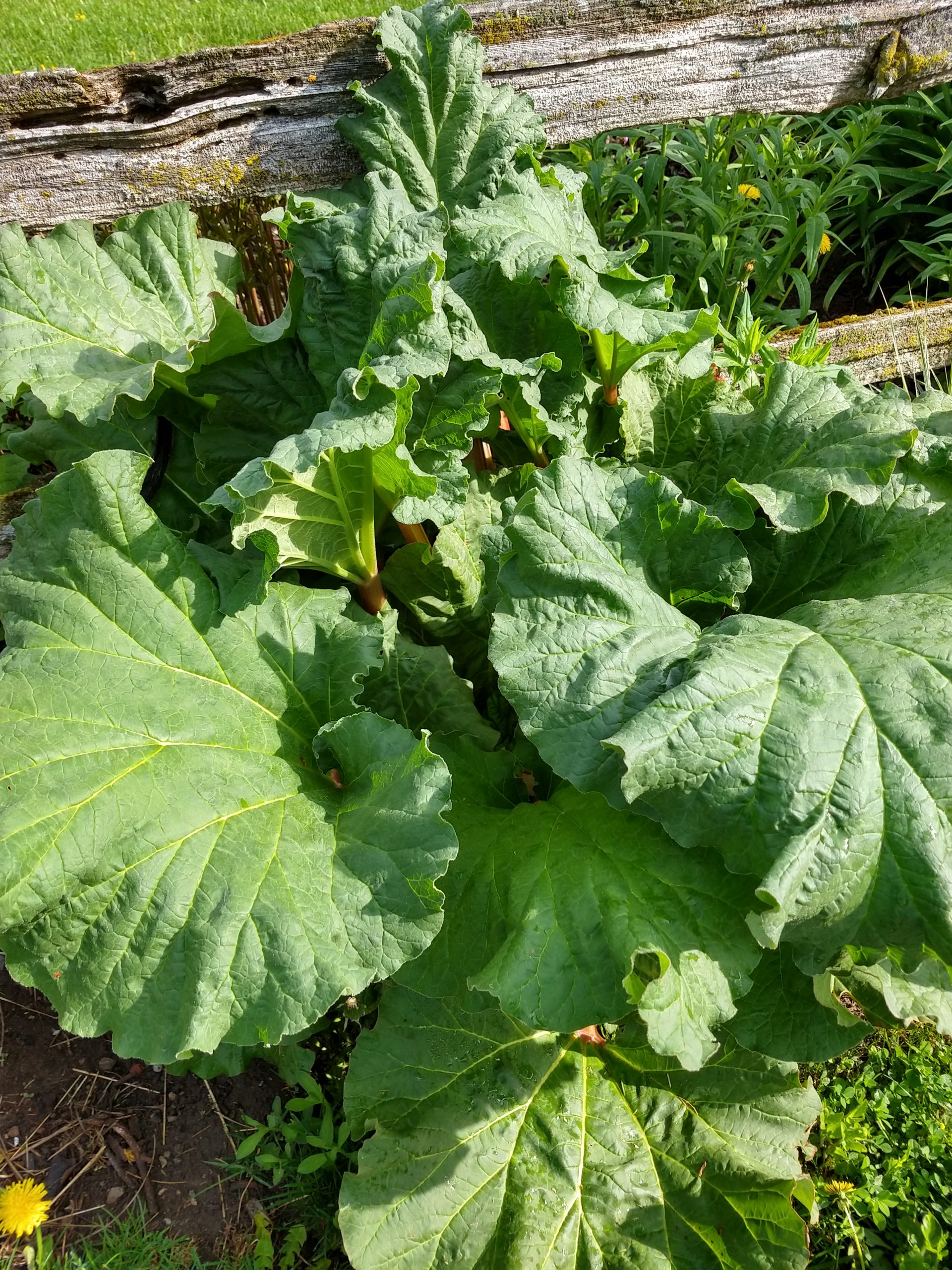 Rhubarb Shrub Using Companion Pairing Plants The Ginkgo Tree