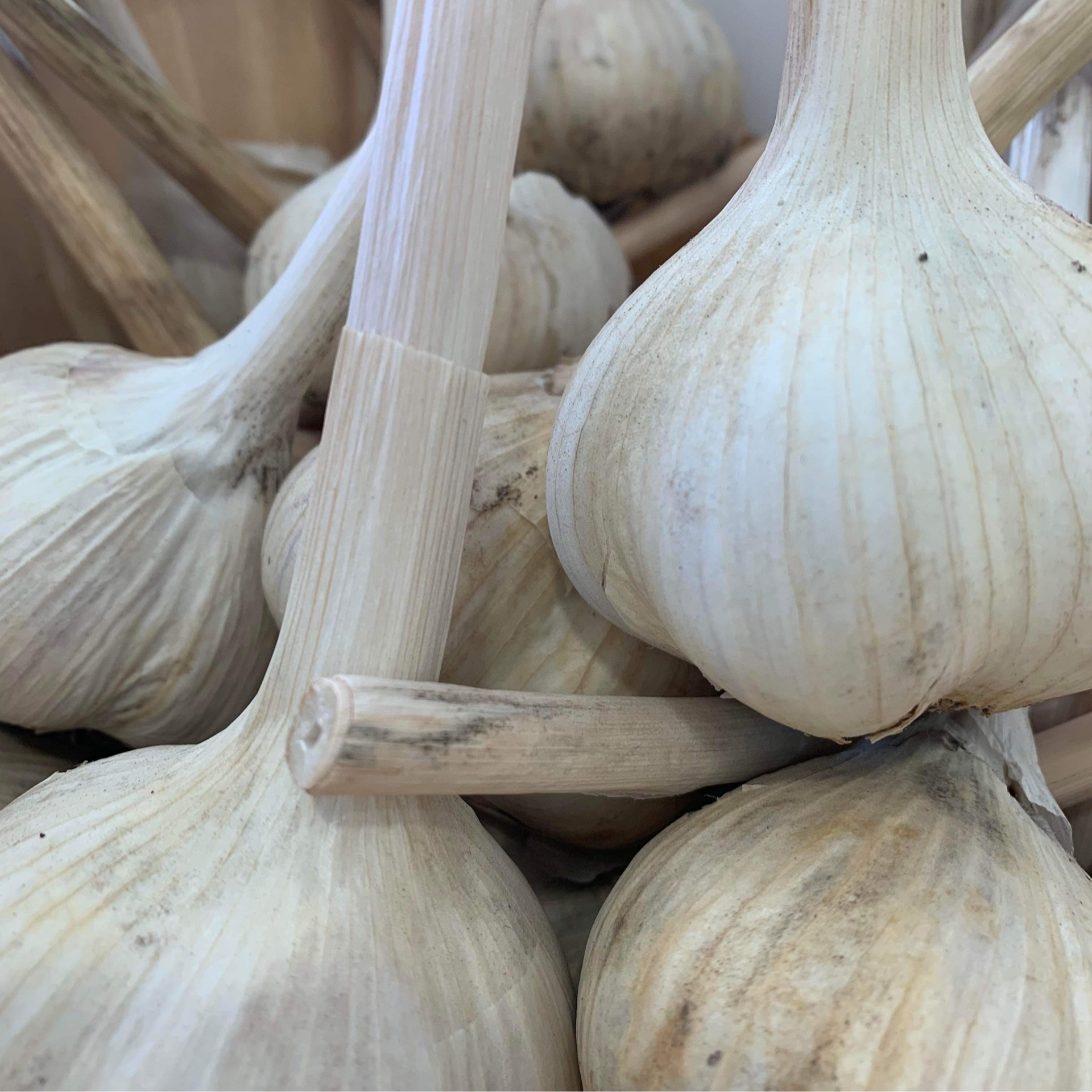 Garlic bulb The Glengarry Market