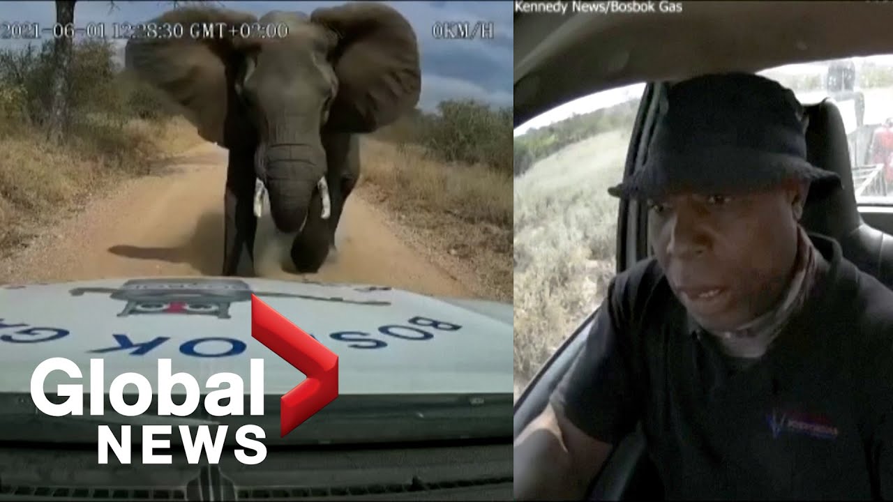 Dashcam video shows moment elephant charges at truck in South Africa The Global Herald