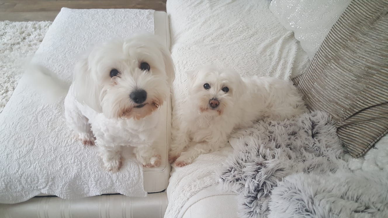 Wymondham House and Pet Sitters in Norfolk