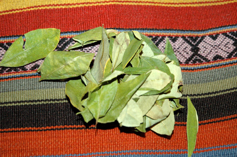 The Coca Leaf
