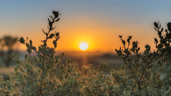 100+ Words To Describe Nature - Adjectives With Definitions