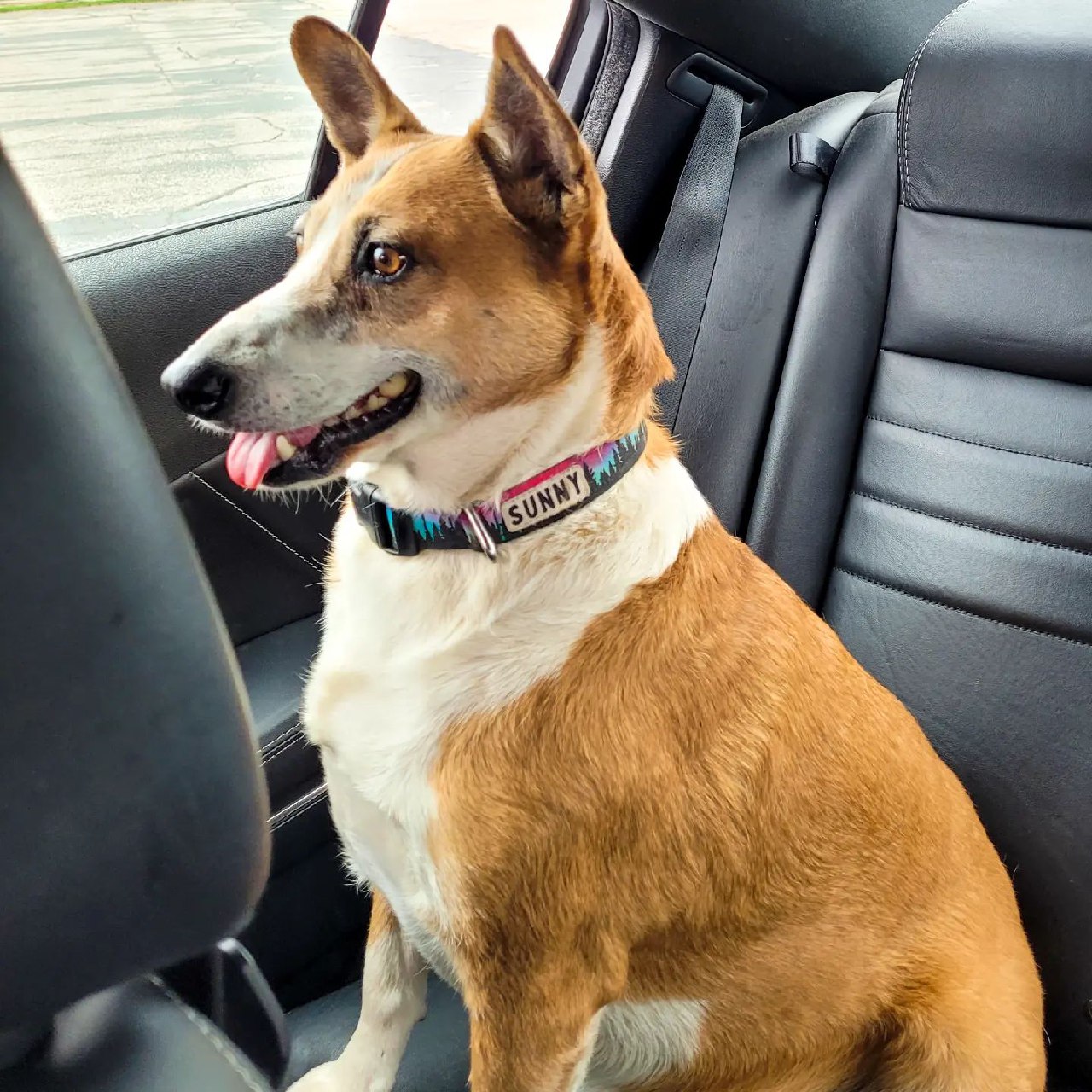 Hanging Tree Dog Enjoy 30 Years of Pure Dog Love (Pictures)