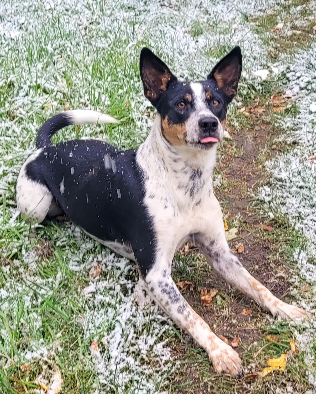 Hanging Tree Dog Enjoy 30 Years of Pure Dog Love (Pictures)