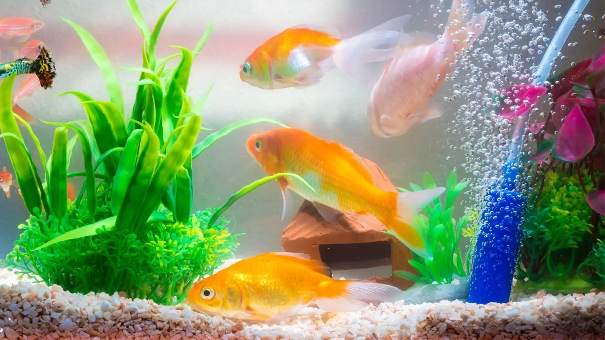 Can You Put Goldfish Straight Into A New Tank? A Beginners Guide
