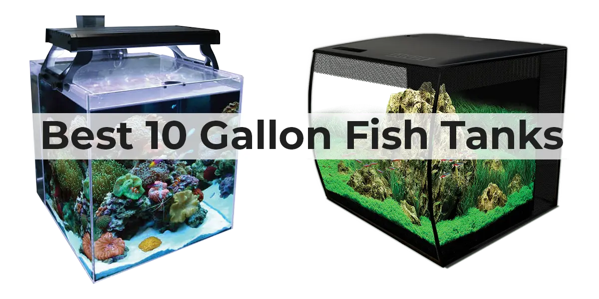 The Best 10 Gallon Fish Tanks The Goldfish Tank