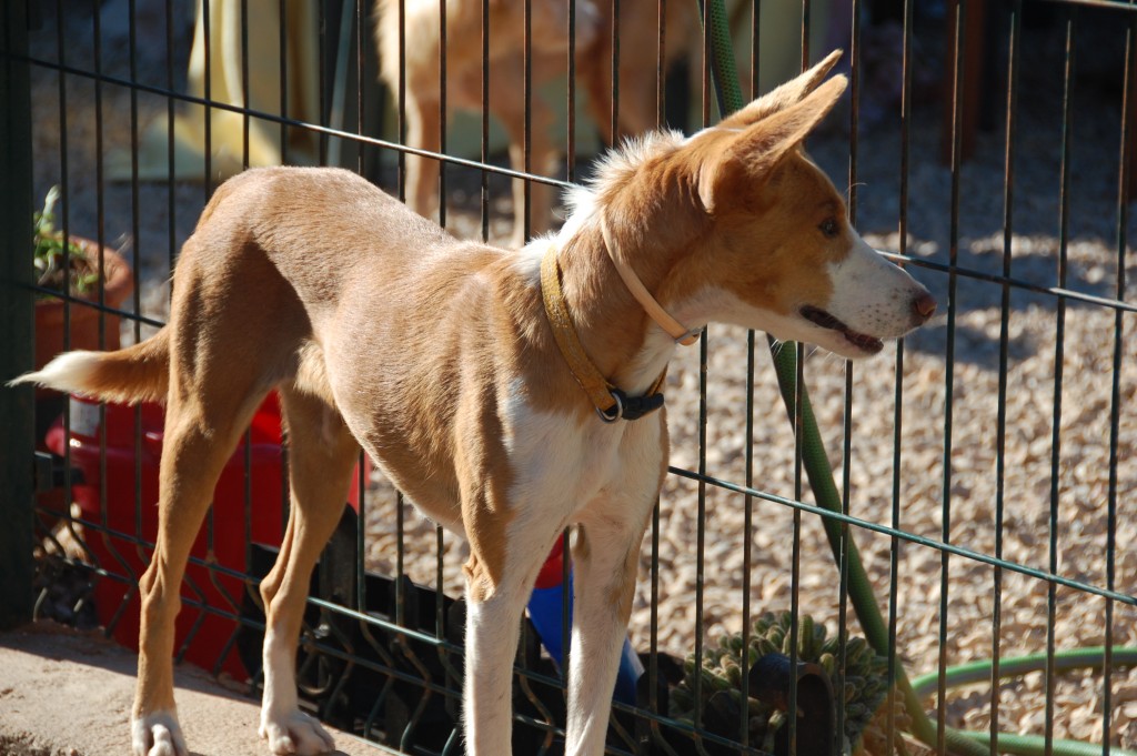 Mikki, sponsored by Jonathan Madeira